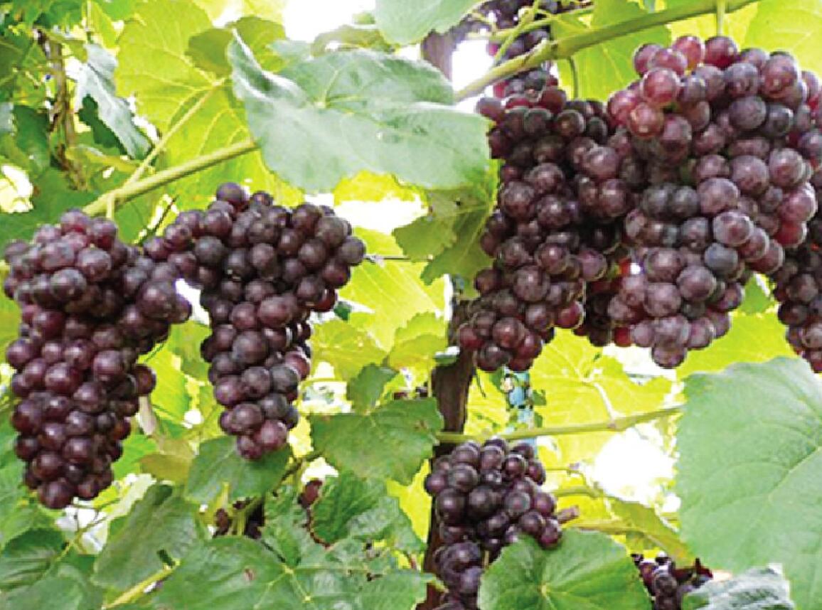 山東91视频免费版塑膠有限公司